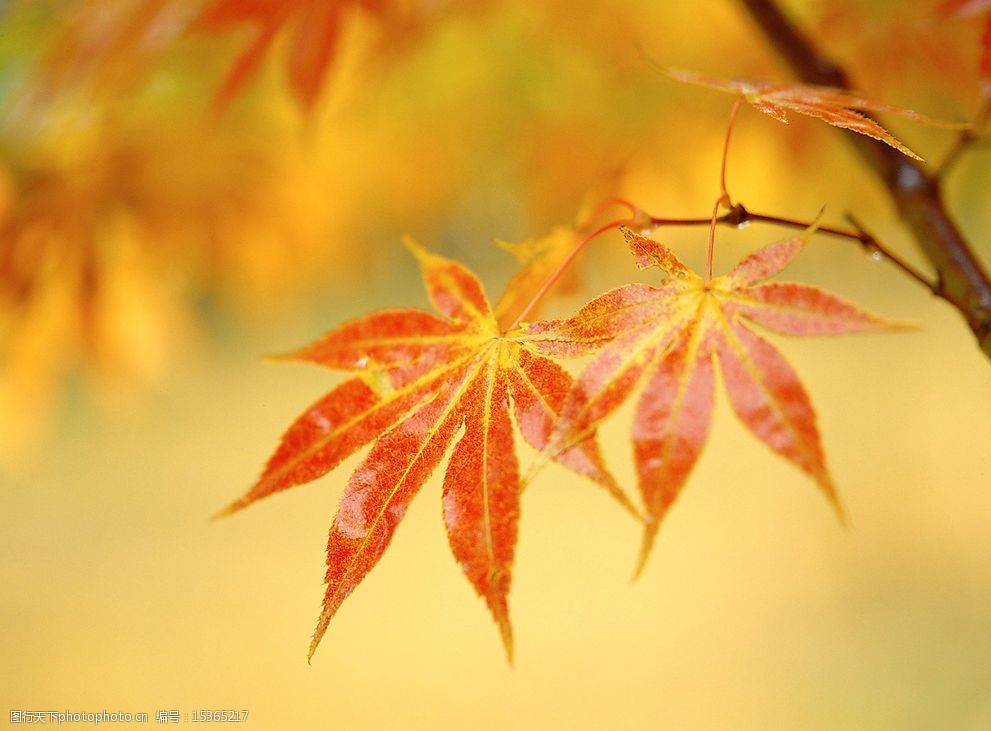 关键词:秋天红色的枫叶 浓郁秋色 旅游摄影 自然风景 浓浓秋色 摄影