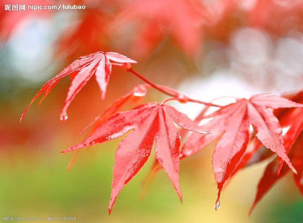 关键词:秋天红色的枫叶 浓郁秋色 水珠 秋雨 旅游摄影 自然风景 浓浓