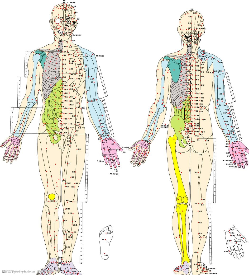矢量经络穴位图ai图片