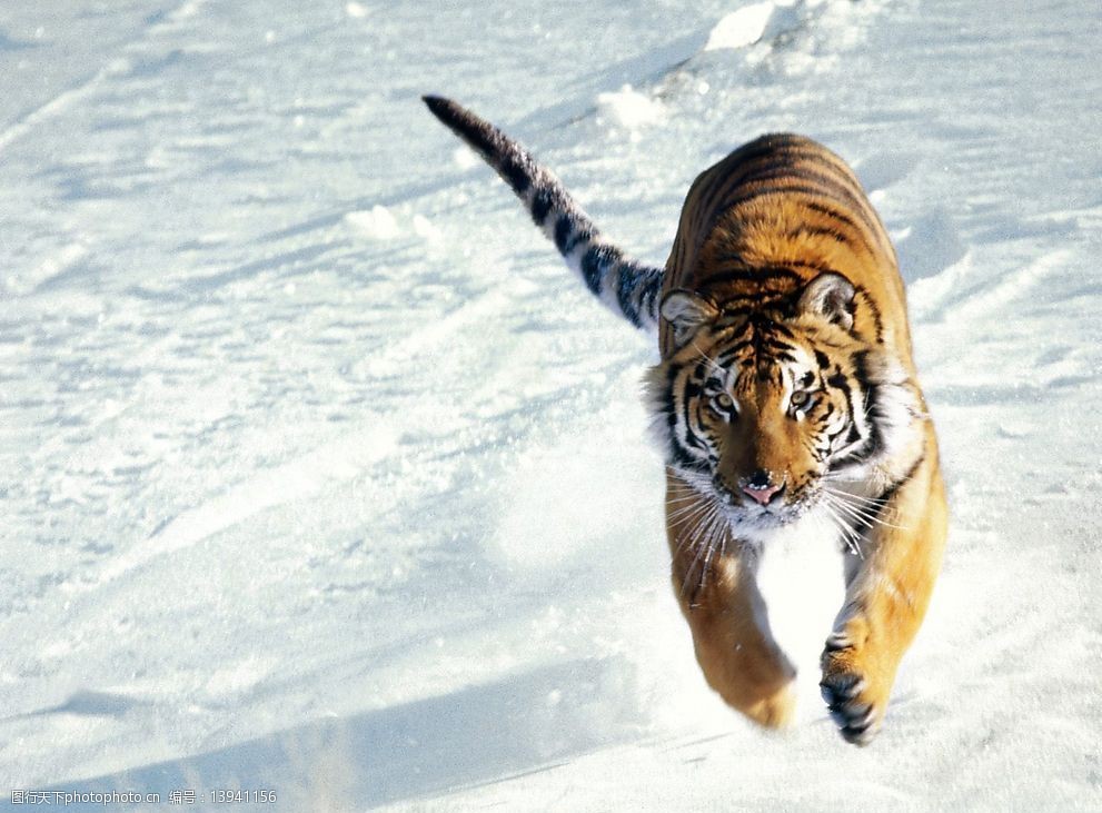 关键词:东北虎 老虎 野生动物 动物世界 生物世界 摄影图库 72dpi jpg
