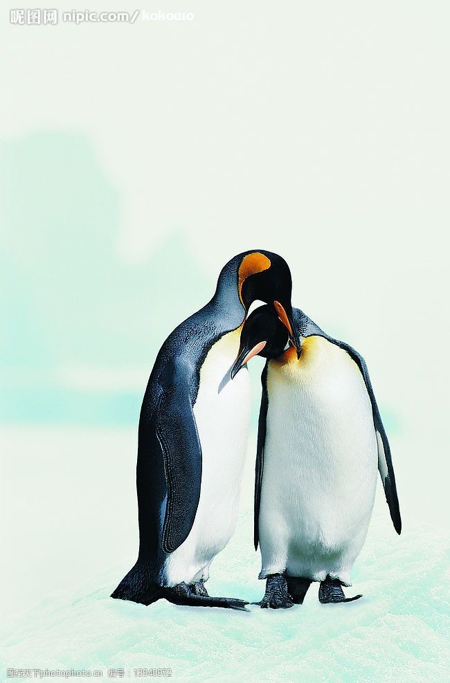 相互依偎的企鹅情侣图片