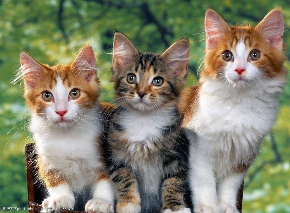 三只可爱的小花猫图片