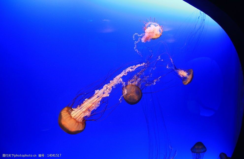 海洋水族馆图片