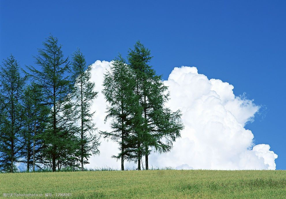 蓝天白云树木图片 自然景观 自然风景 自然风光 蓝天 白云 小树 草地