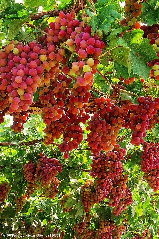 关键词:新疆农业 葡萄园 葡萄 果树 树叶 数枝 果实 自然景观 田园