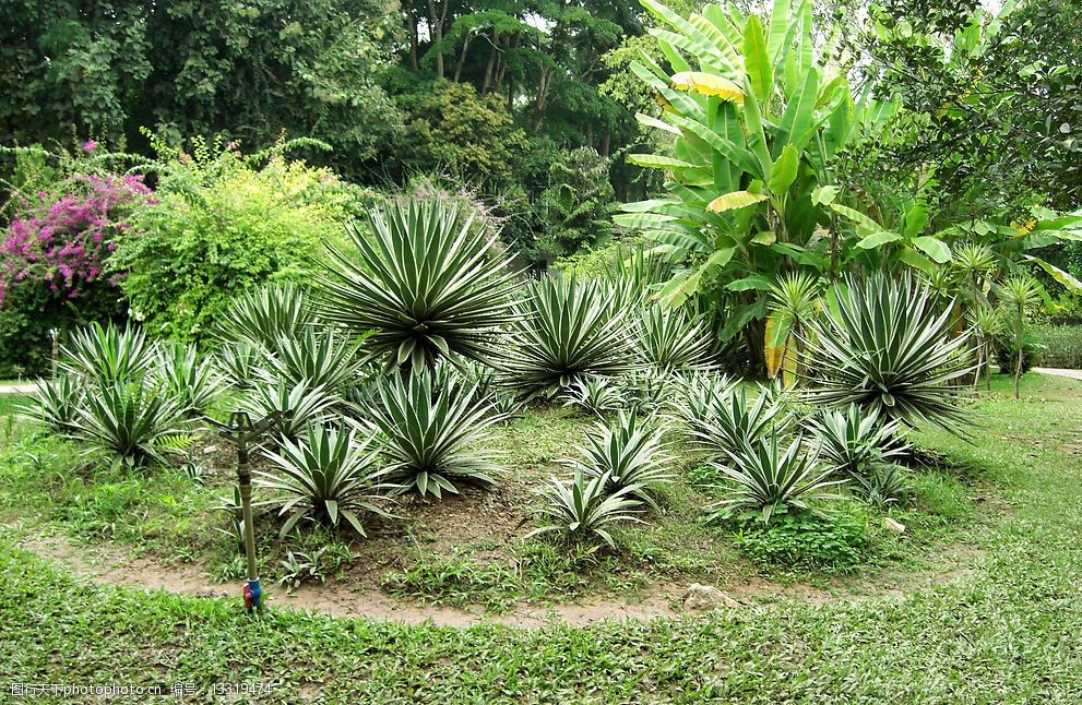 西双版纳-热带植物图片