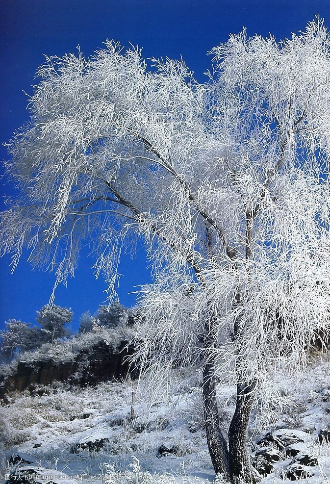 冬景迷人吉林雾松图片