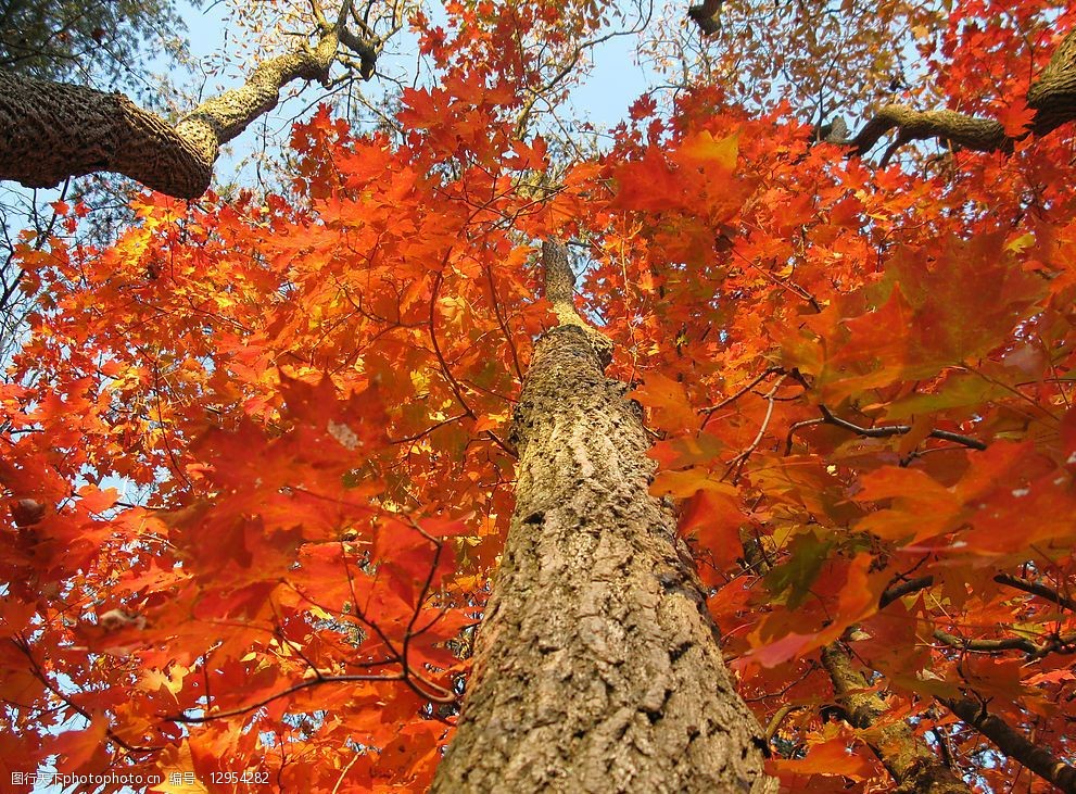 自然景观秋天大树图片
