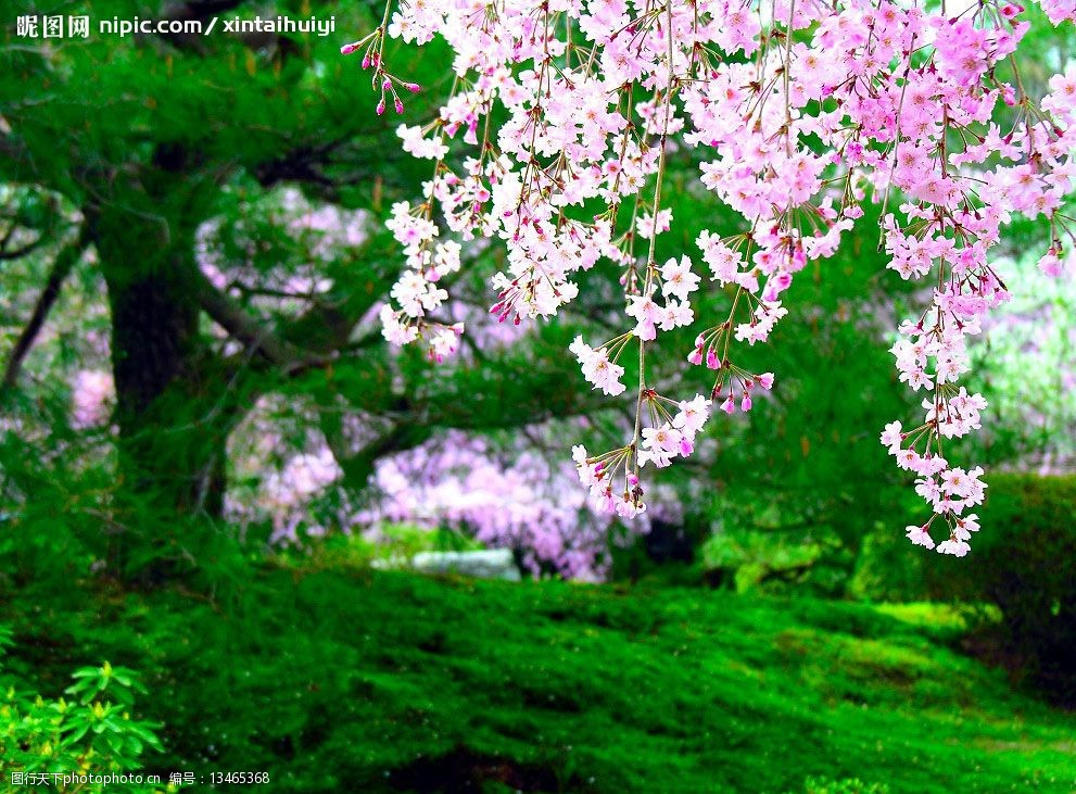 关键词:树林 桃花 自然景观 自然风景 摄影图库 72dpi jpg