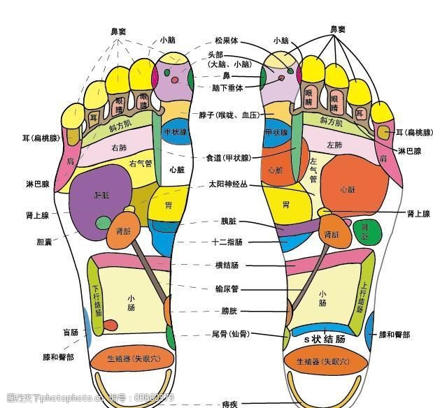 脚底穴位图图片