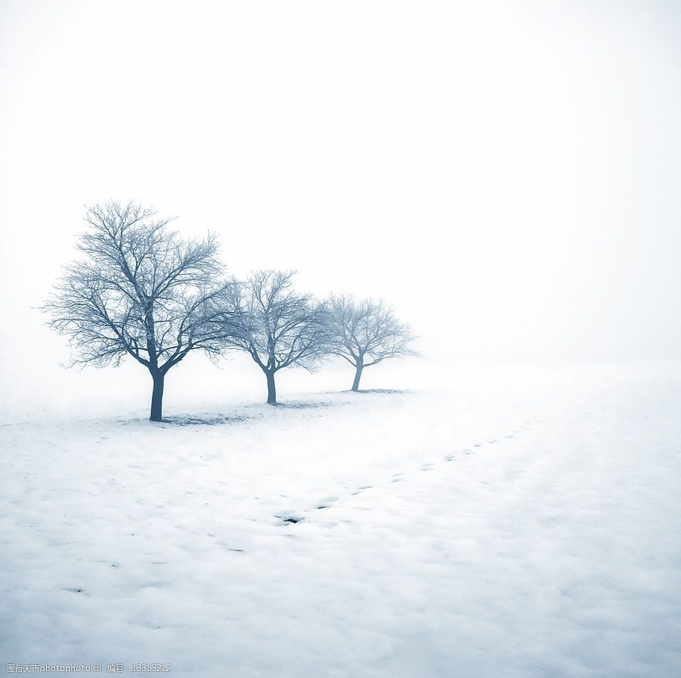 雪地里的三棵树图片