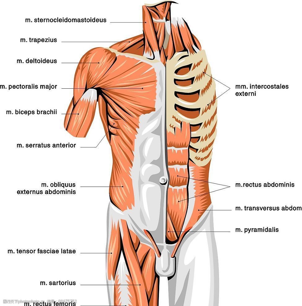 关键词:人体解剖图 人体解剖 现代科技 科学研究 矢量图库 cdr