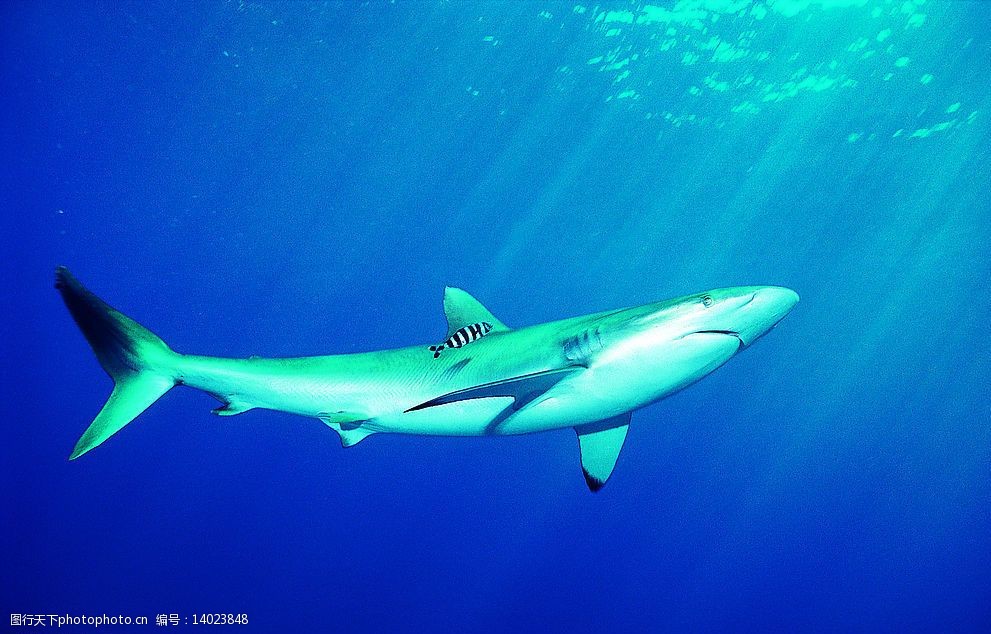 关键词:鲨鱼21 海底世界 海底动物 海洋 鱼 鲨鱼 生物世界 海洋生物