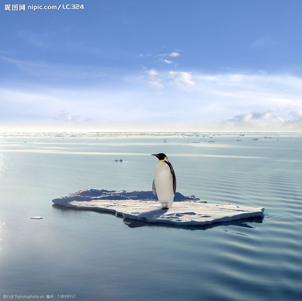企鹅 南极 北极 冰天雪地 动物 实用图片 生物世界 野生动物 摄影图库