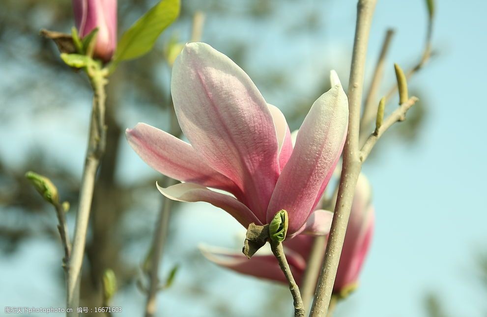 玉兰花图片