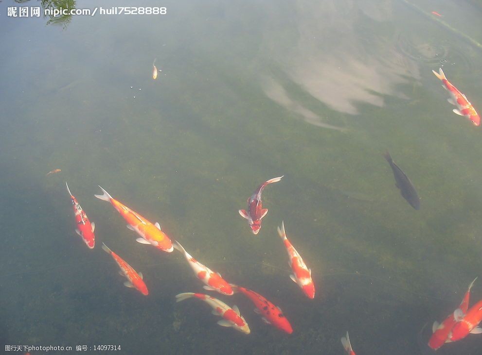 池塘锦鲤图片