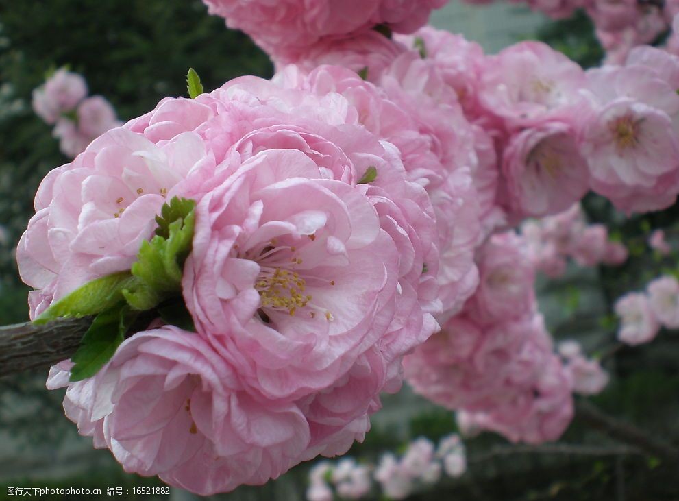 花团锦簇图片