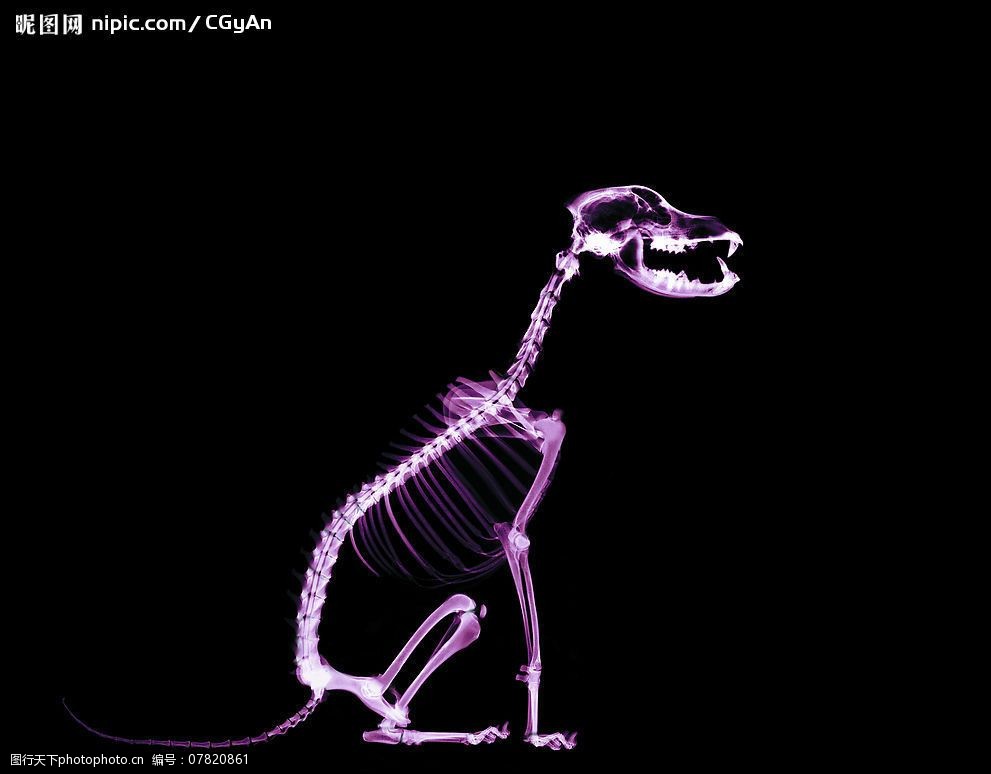 骨骼透视x光科技动物图片