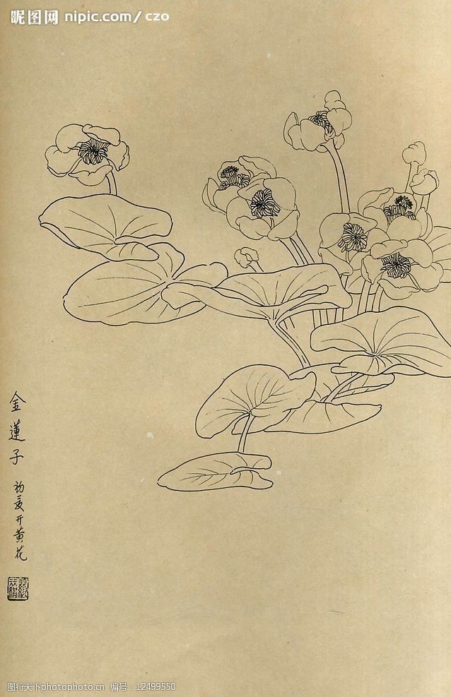 百花图谱74金莲子图片