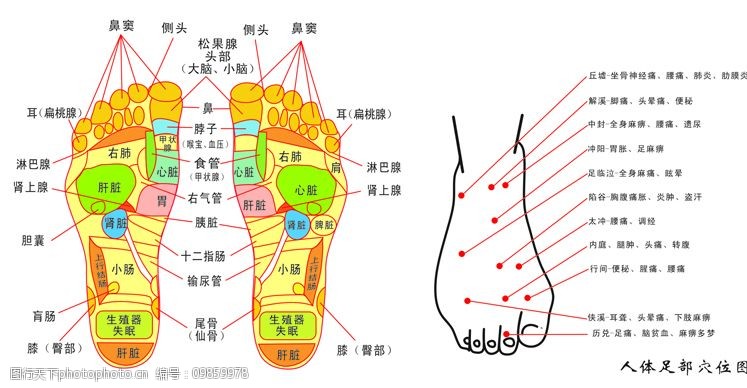 关键词:脚底反射示意图 人体足部穴位图 足浴 按摩 生活百科 医疗保健