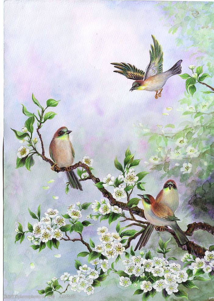 手绘花鸟图片