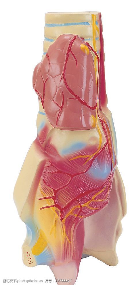 关键词:人体模型 腹腔 人体 器官 模型 医疗 医学 医疗模型 教学 生活