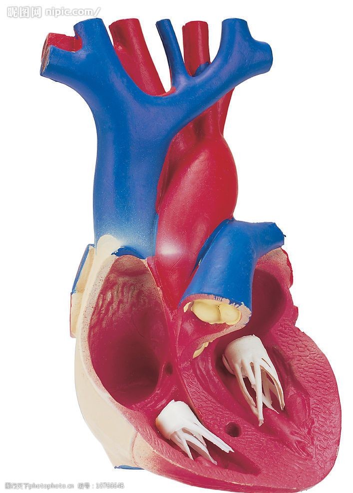 关键词:心脏 医疗模型 内脏 身体 器官 模型 医疗 医学 胸腔 教学