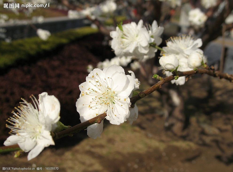 梨花特写图片