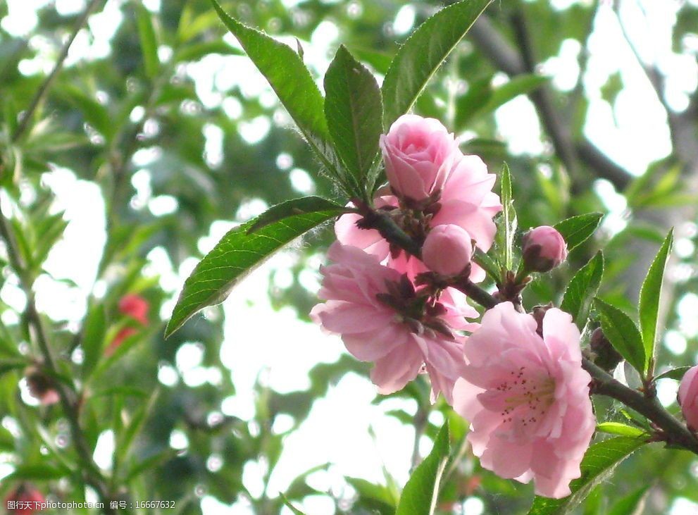 桃花季节图片