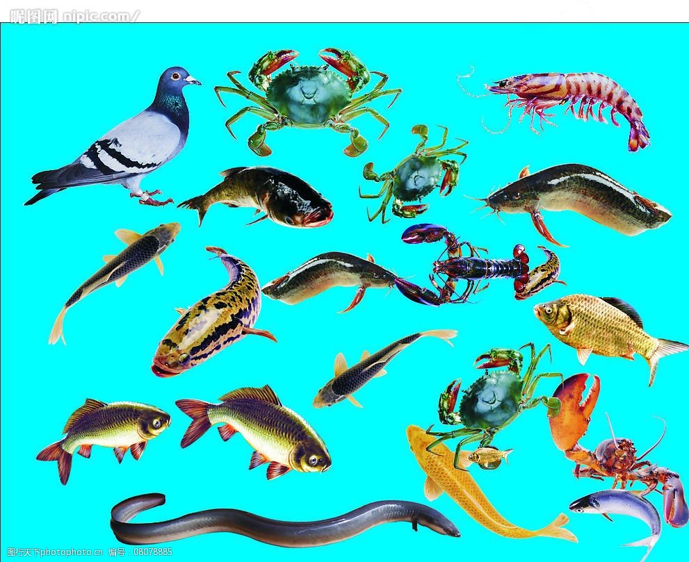 关键词:海鲜潮汕砂锅粥 海鲜 鱼 虾 蟹 鸽子 黄蟮 生物世界 海洋生物