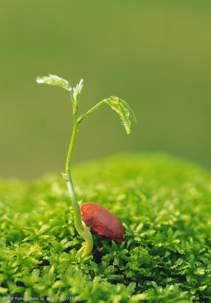 绿芽新生图片