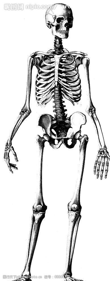 站立人体骨架正面图图片