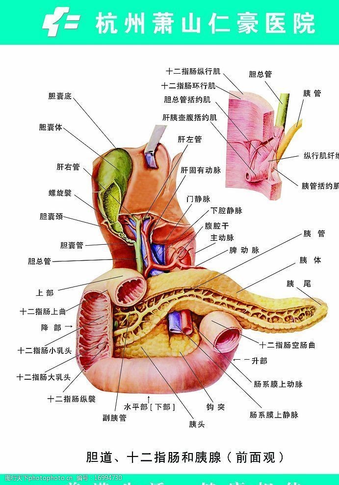 胆道十二指肠和胰图片