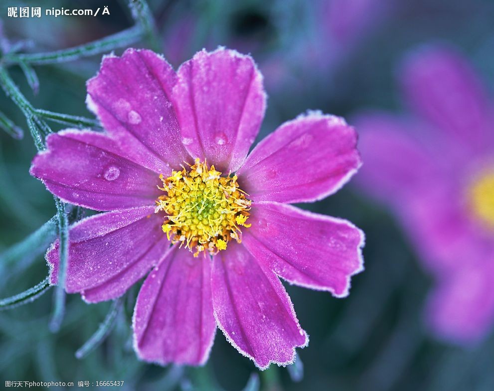 关键词:带露珠的花儿 紫色小花 花卉 植物 花蕊 生物世界 花草 摄影