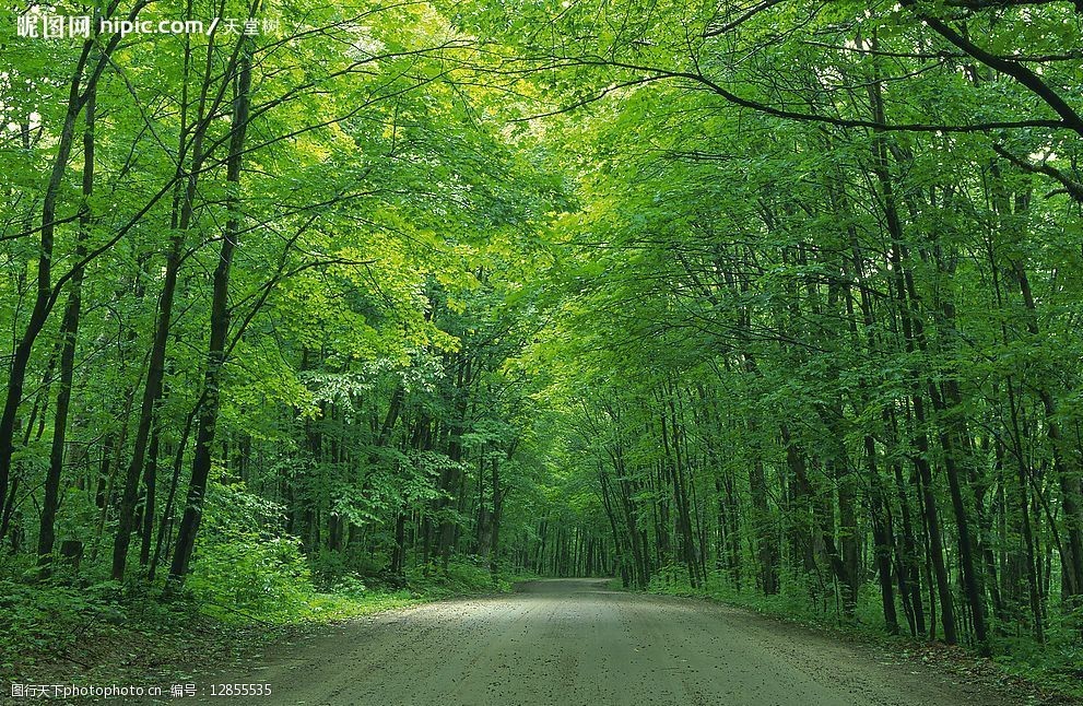 关键词:林中公路风光 公路 风光 树林 夏季 阳光 自然景观 自然风景