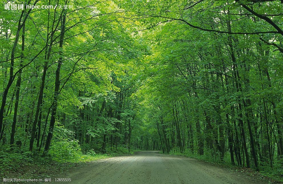 公路 风光 树林 夏季 阳光 自然景观 自然风景 摄影图库 350dpi jpg