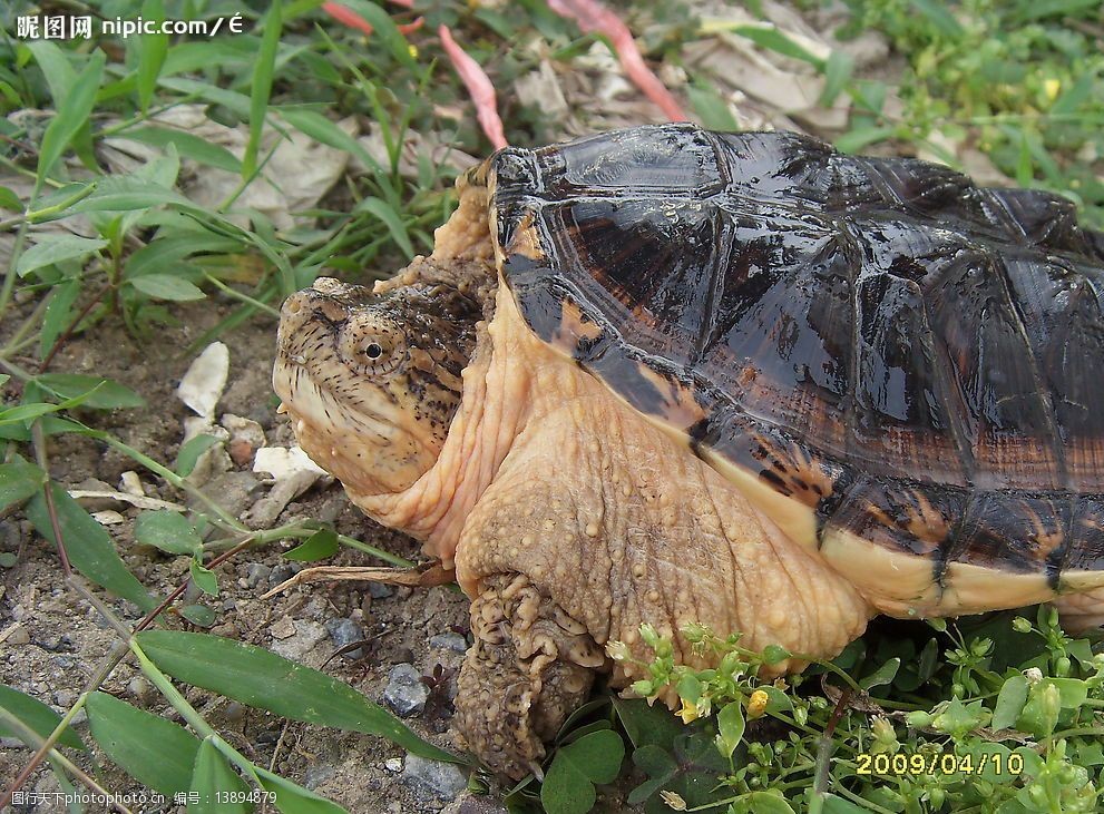 关键词:小鳄龟 爬行动物 草 肉龟 模式亚种 野生动物 生物世界 摄影