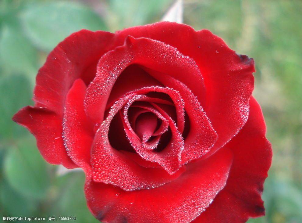 关键词:玫瑰花 花 玫瑰 爱情花 花心 红玫瑰 生物世界 花草 摄影图库
