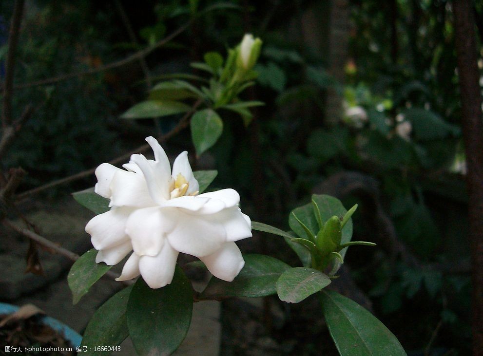 关键词:栀子花开 白色栀子花开 宁静 淡雅 生物世界