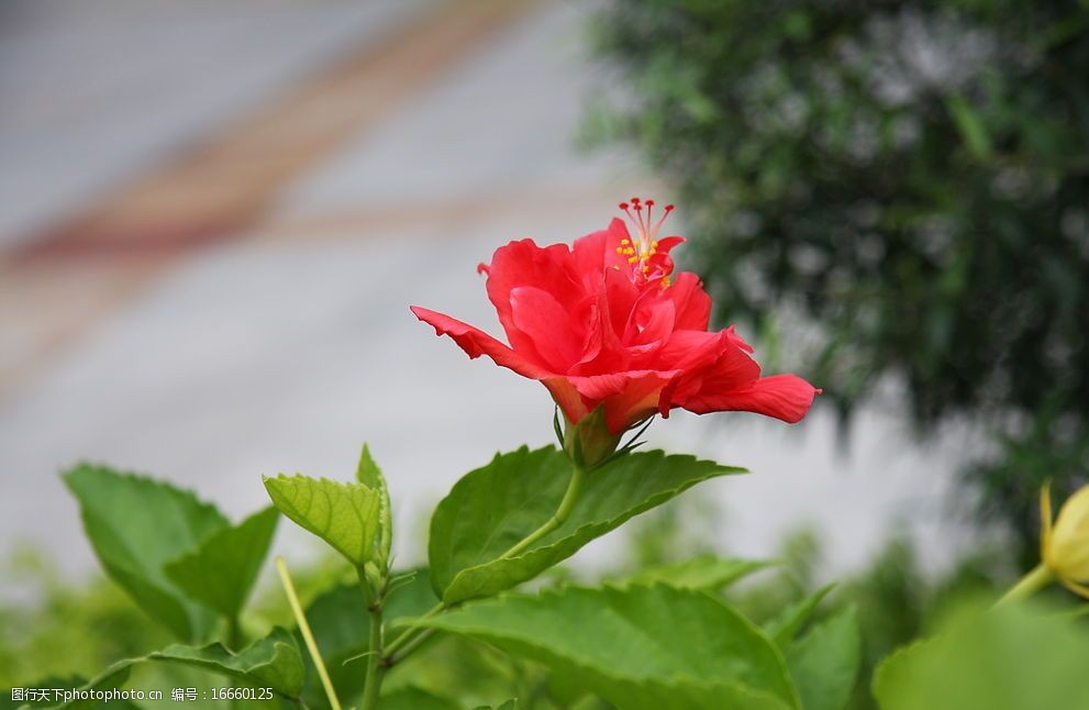 南宁市市花朱槿花图片