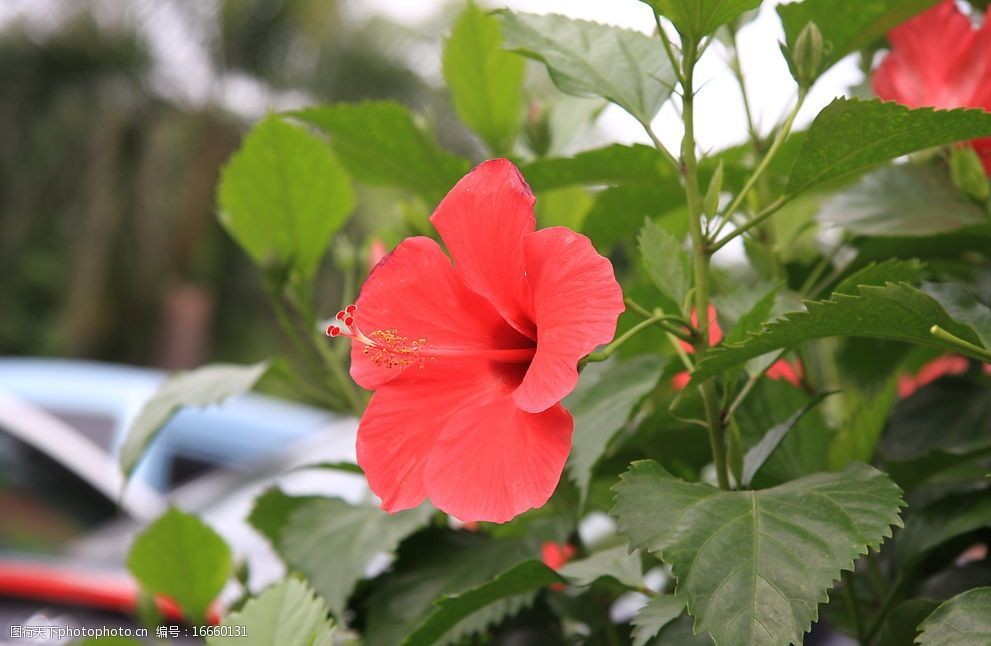 南宁市市花朱槿花图片