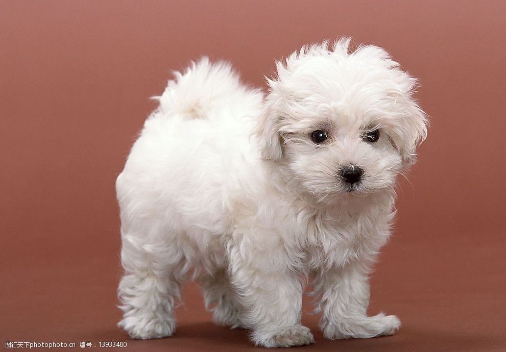 白色小狗图片