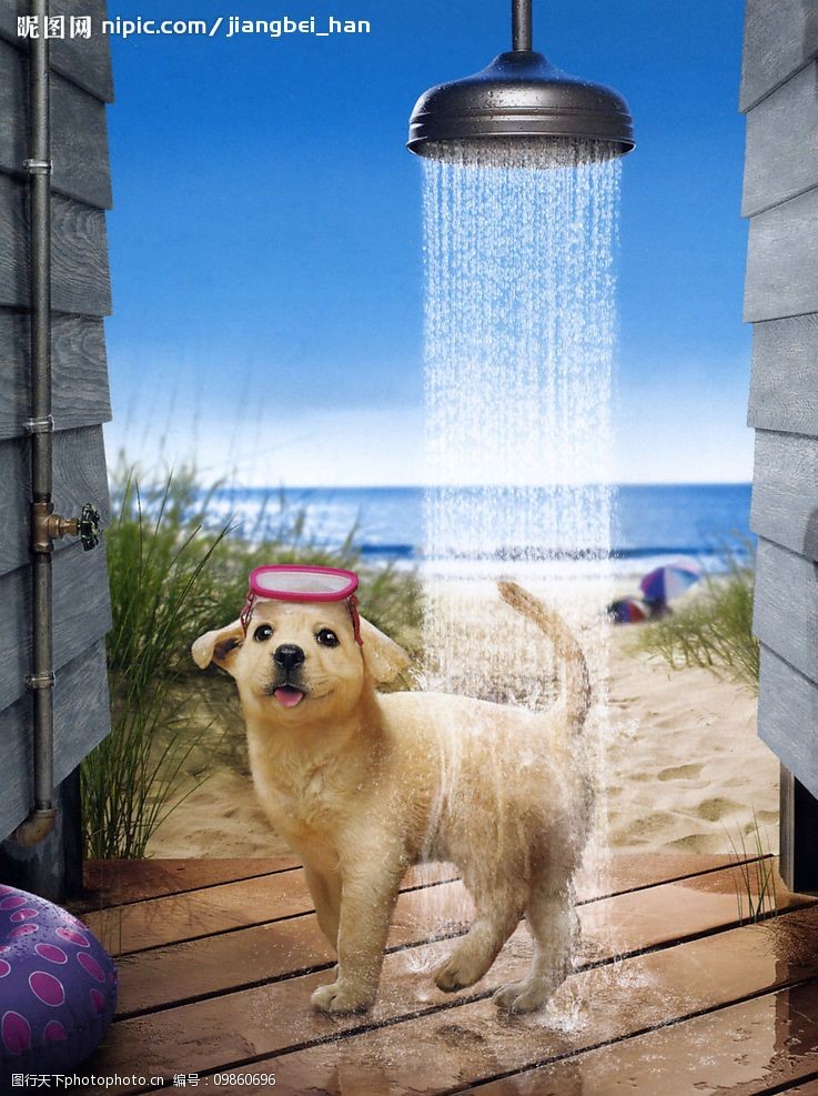 关键词:狗洗澡 小狗 洗澡 淋浴 生物世界 野生动物 设计图库 350dpi