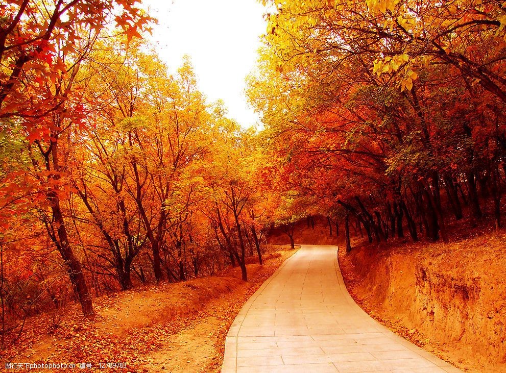 秋天景色 自然景观 自然风景 秋色 秋天 枫叶 枫树 树林 小道 秋景