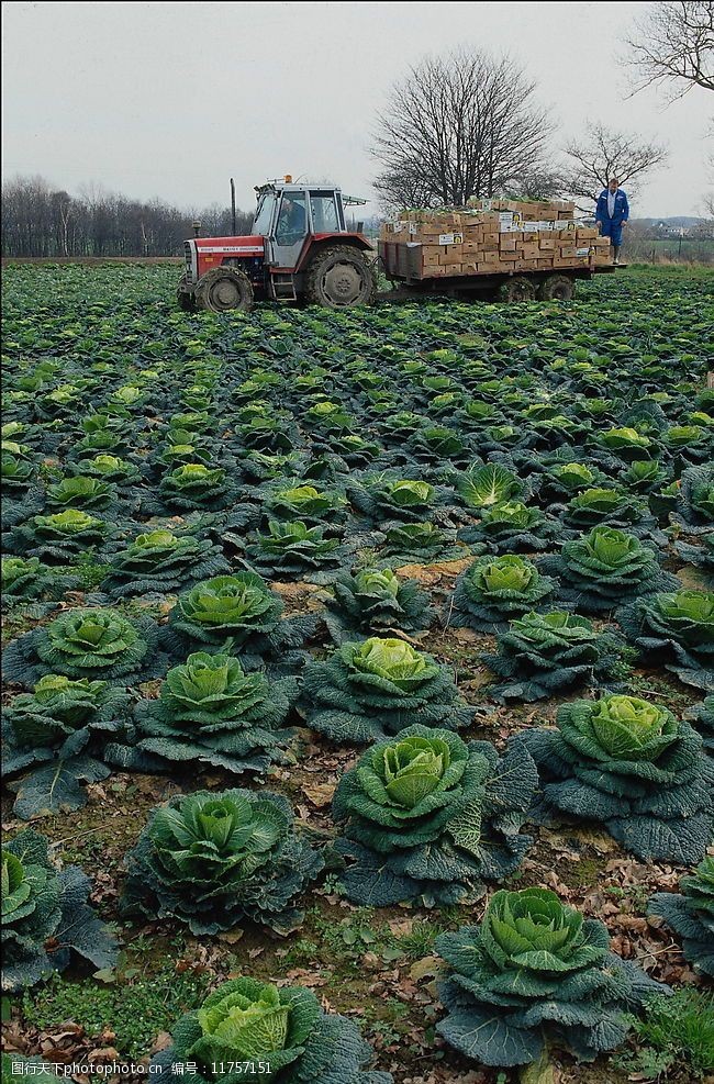 蓝山县一颗包菜闯商场 质量“出圈”远销海外
