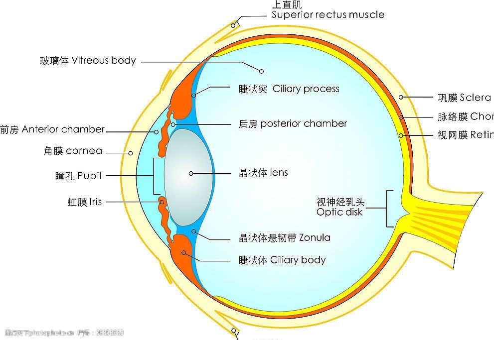 关键词:眼球结构图 眼球 组织 人体器官 五官 眼球解剖图 生活百科