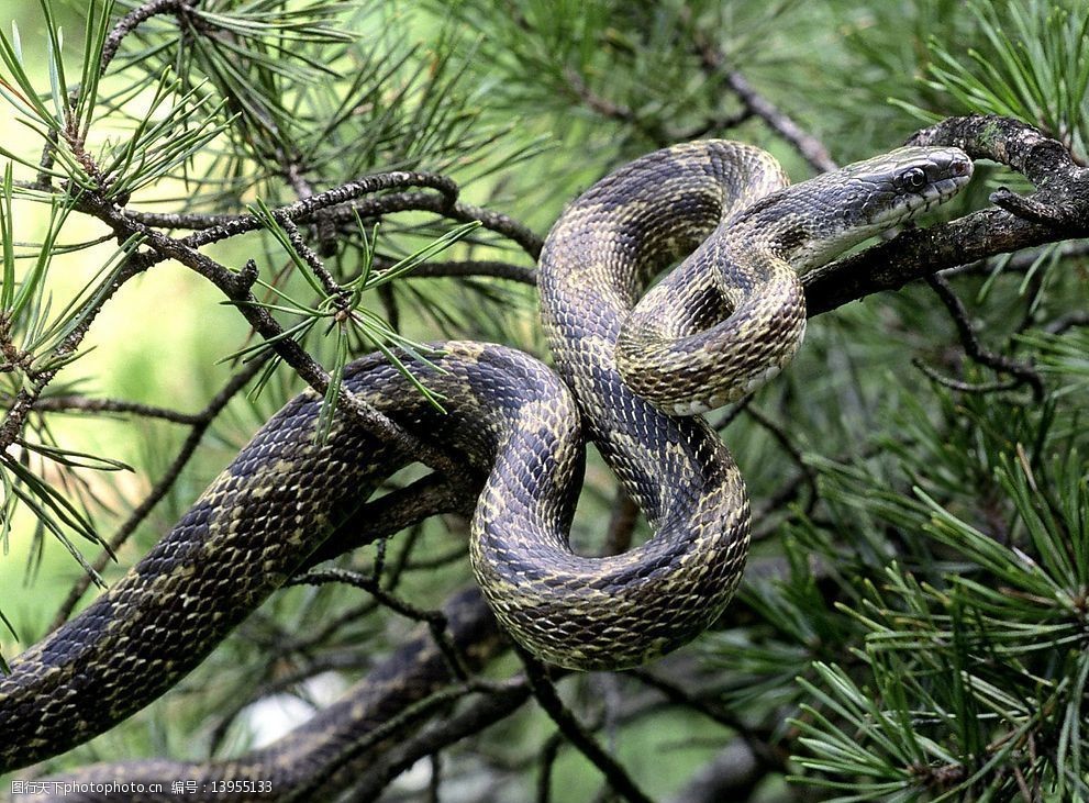 关键词:野生动物 树 蛇 生物世界 摄影图库 72dpi jpg