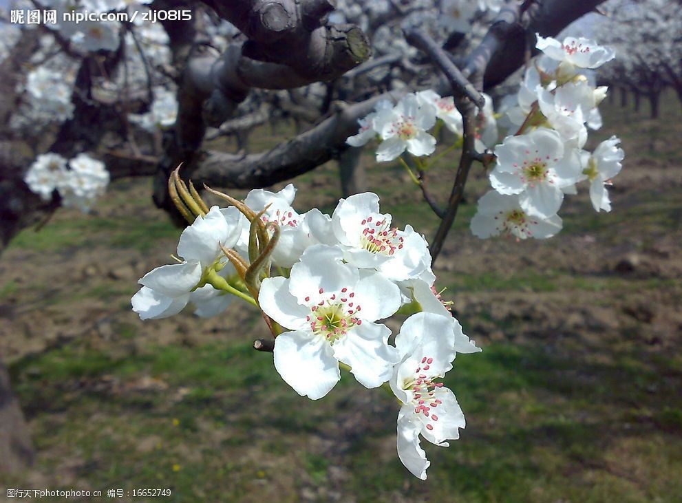 关键词:梨树枝头 梨树 梨花 春天 花心 花蕊 花朵 白色小花 生物世界