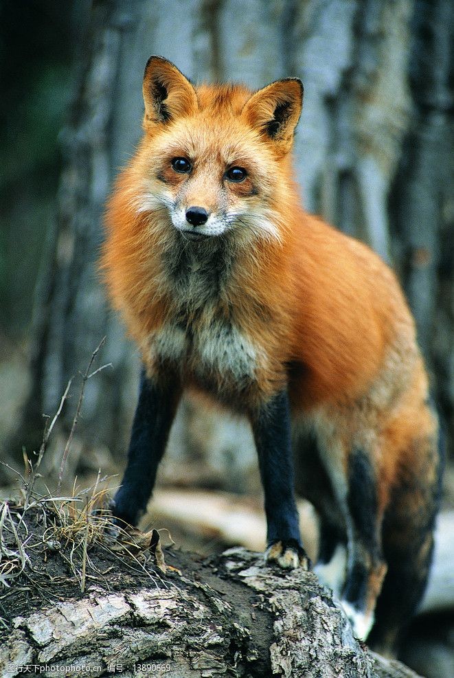关键词:火狐狸 瞪着你 野生动物 生物世界 摄影 350dpi jpg
