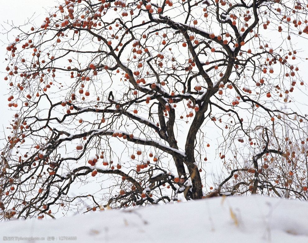 关键词:大雪覆盖的果树 树木 果子 雪地 杂草 自然风景 自然景观 摄影